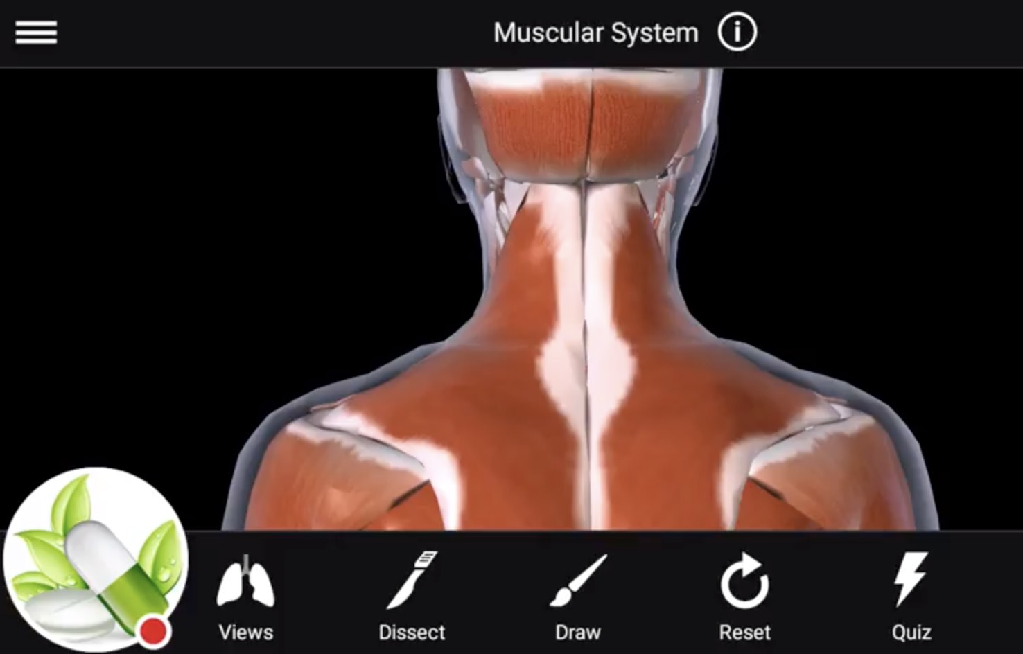 Anatomie Lessen